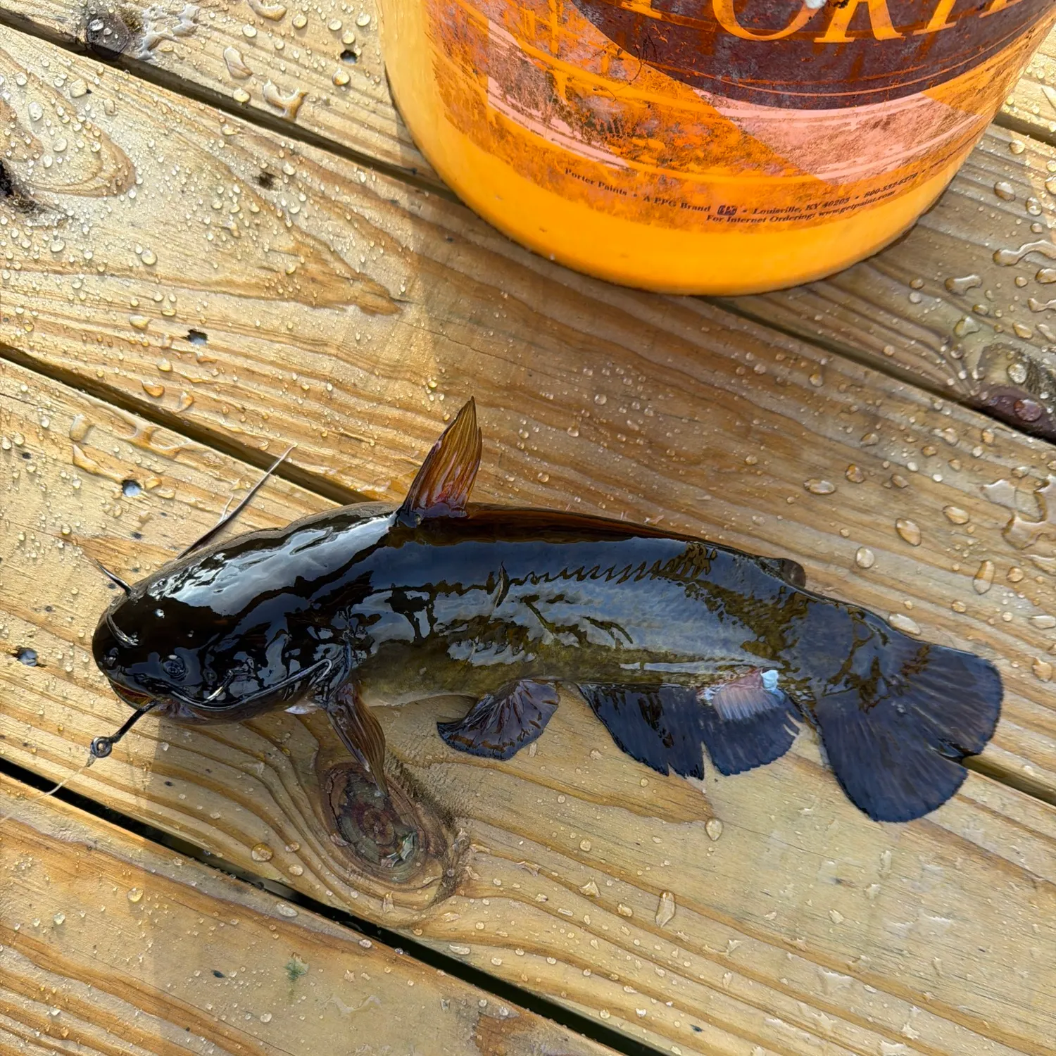 The most recent Black bullhead catches on Fishbrain