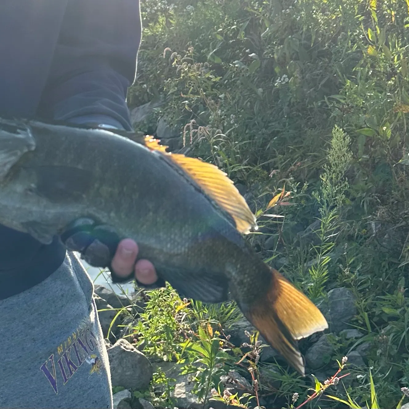 Smallmouth bass caught on Fishbrain