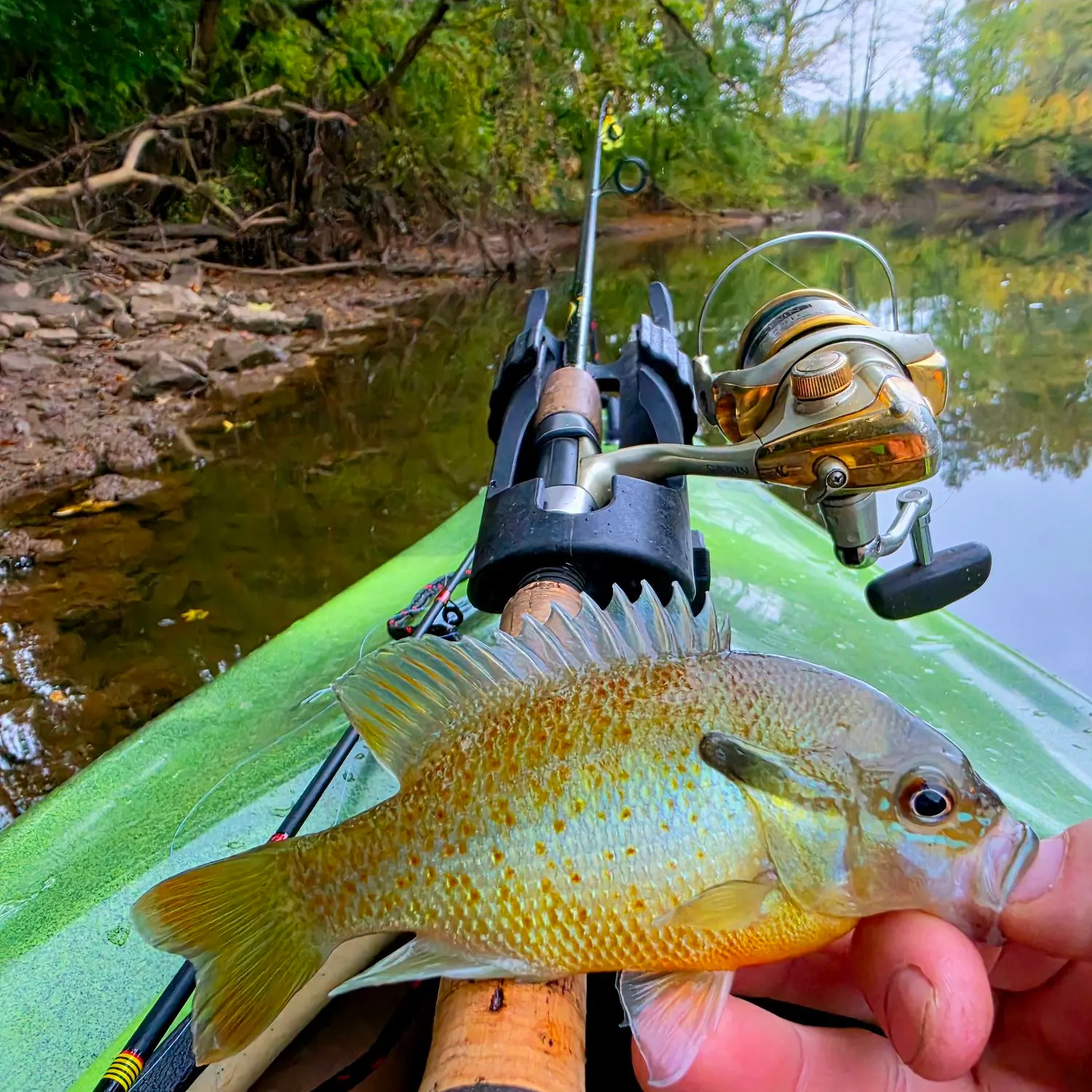 Redbreast sunfish caught on Fishbrain