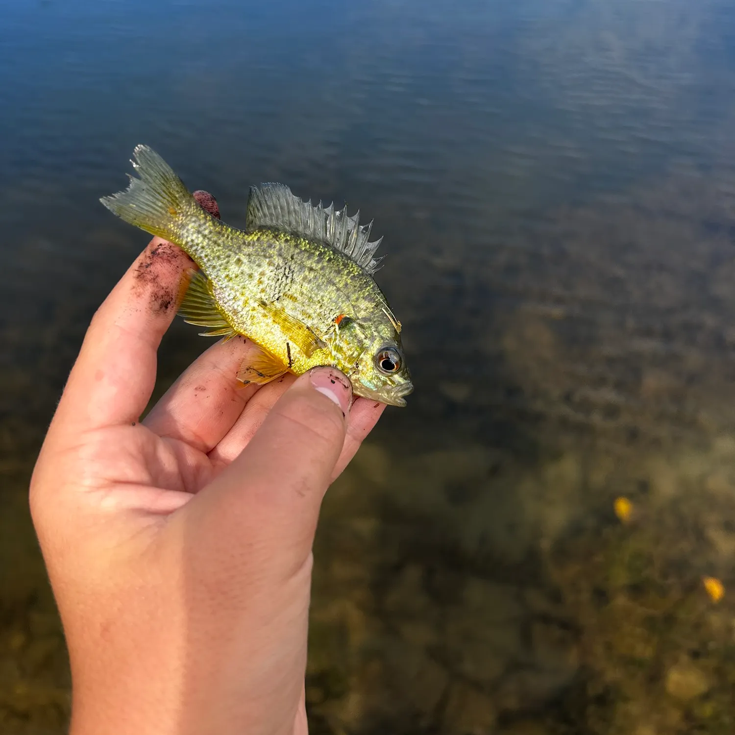 Redear sunfish caught on Fishbrain
