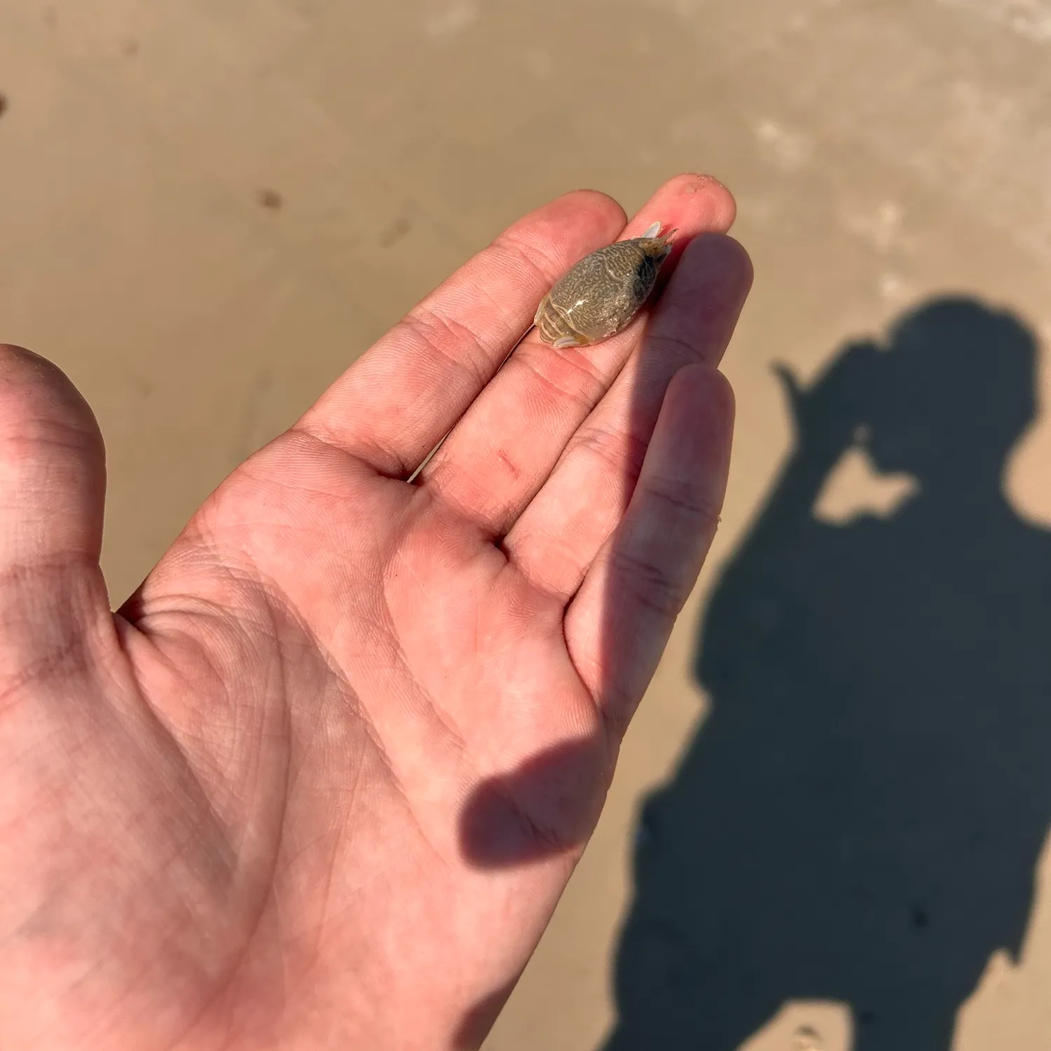 The most recent Blue land crab catches on Fishbrain