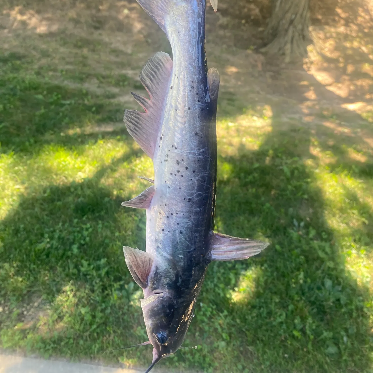 Channel catfish caught on Fishbrain