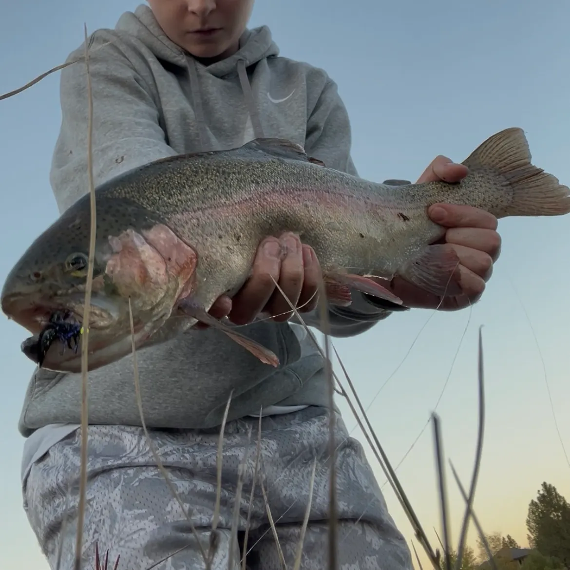 Rainbow trout caught on Fishbrain