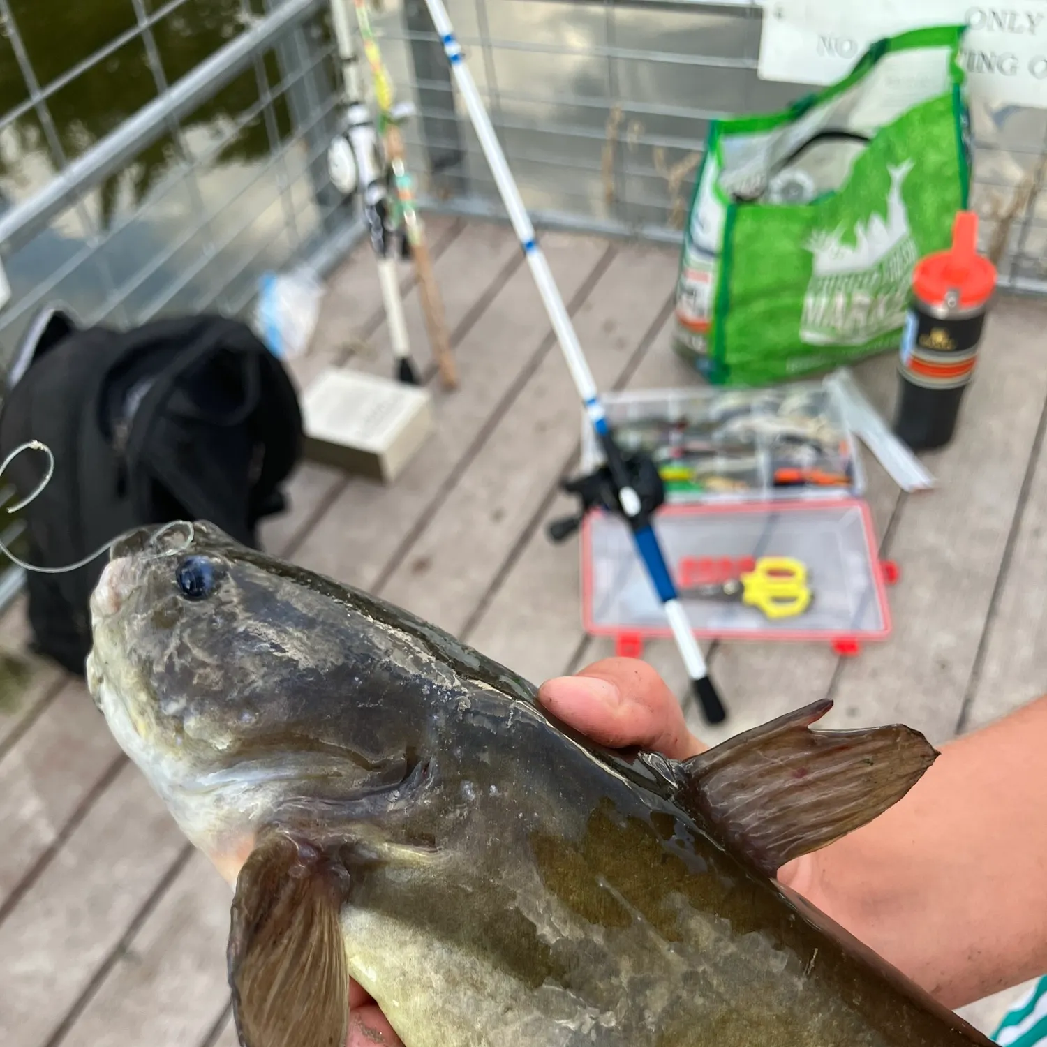 Yellow bullhead caught on Fishbrain
