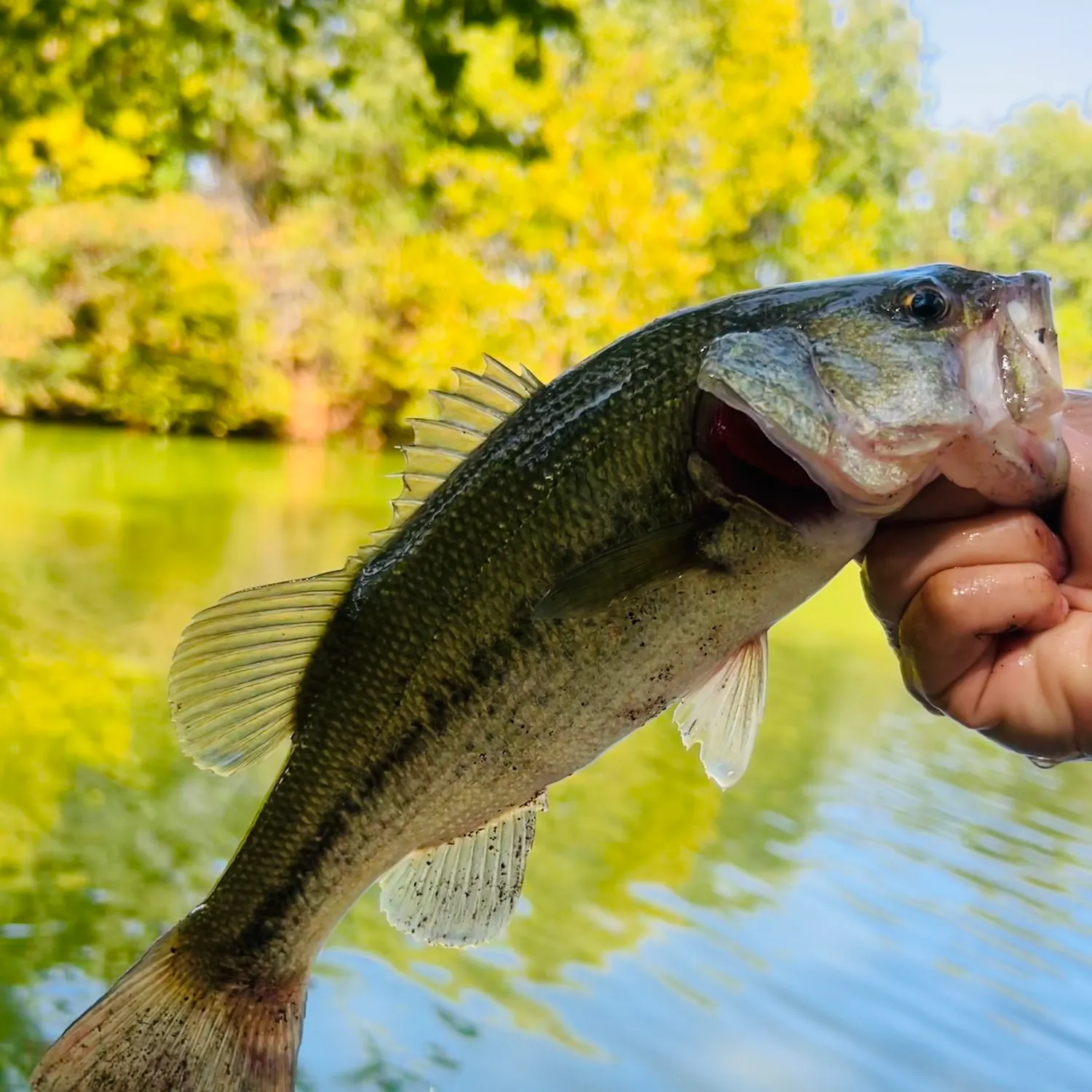 Largemouth bass caught on Fishbrain