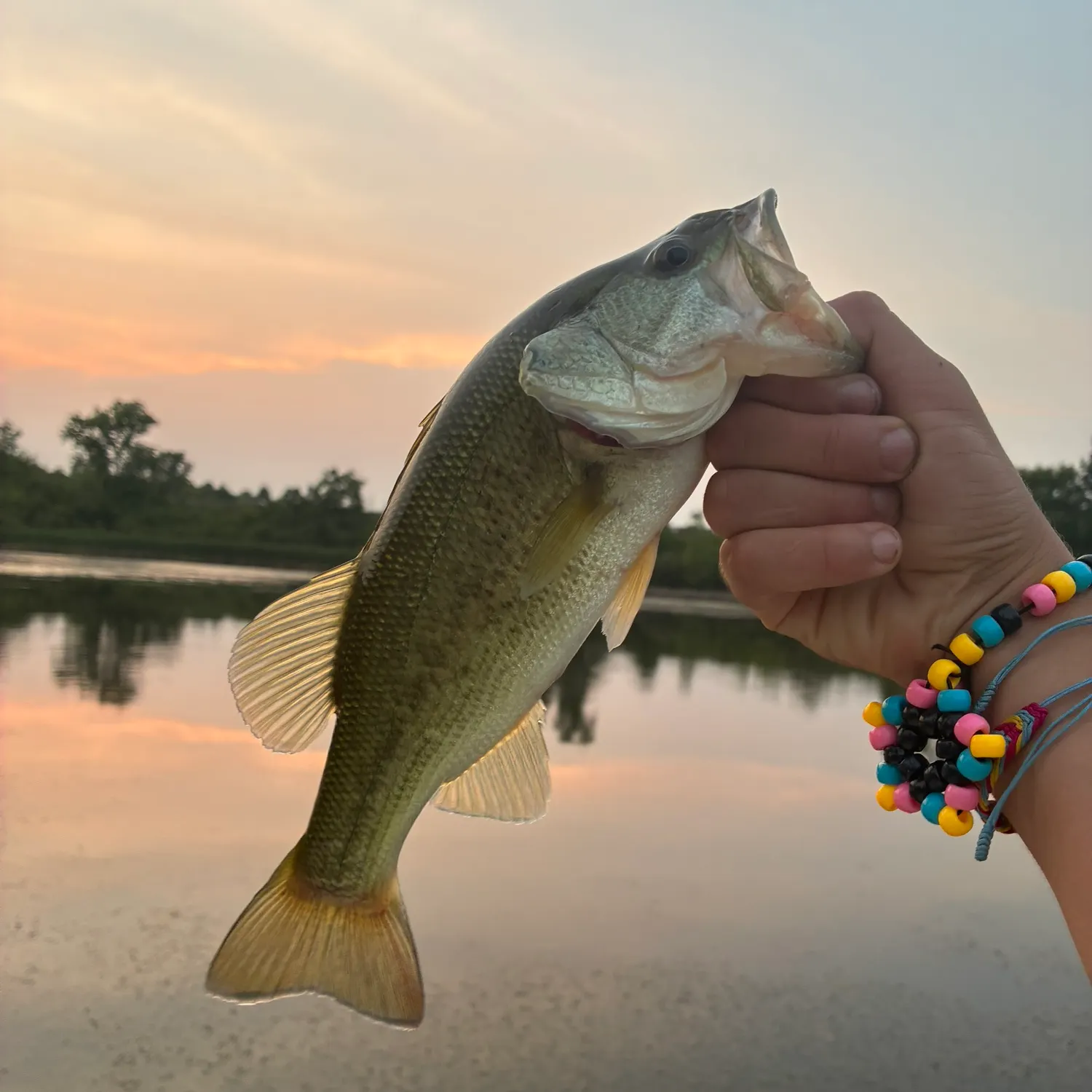 Largemouth bass caught on Fishbrain