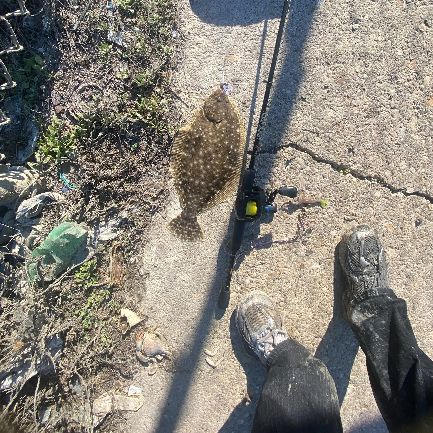 The most recent Southern flounder catches on Fishbrain