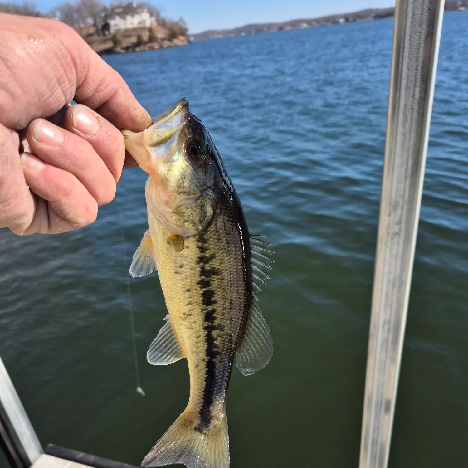 The most recent Spotted bass catches on Fishbrain