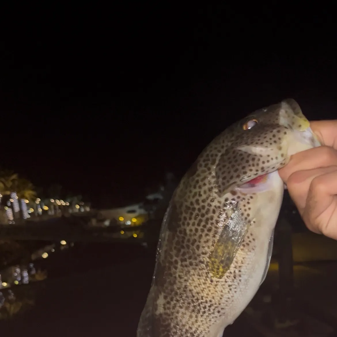 Spotted sand bass caught on Fishbrain