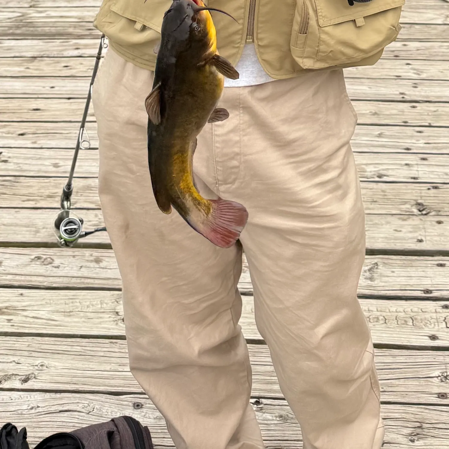 The most recent Yellow bullhead catches on Fishbrain