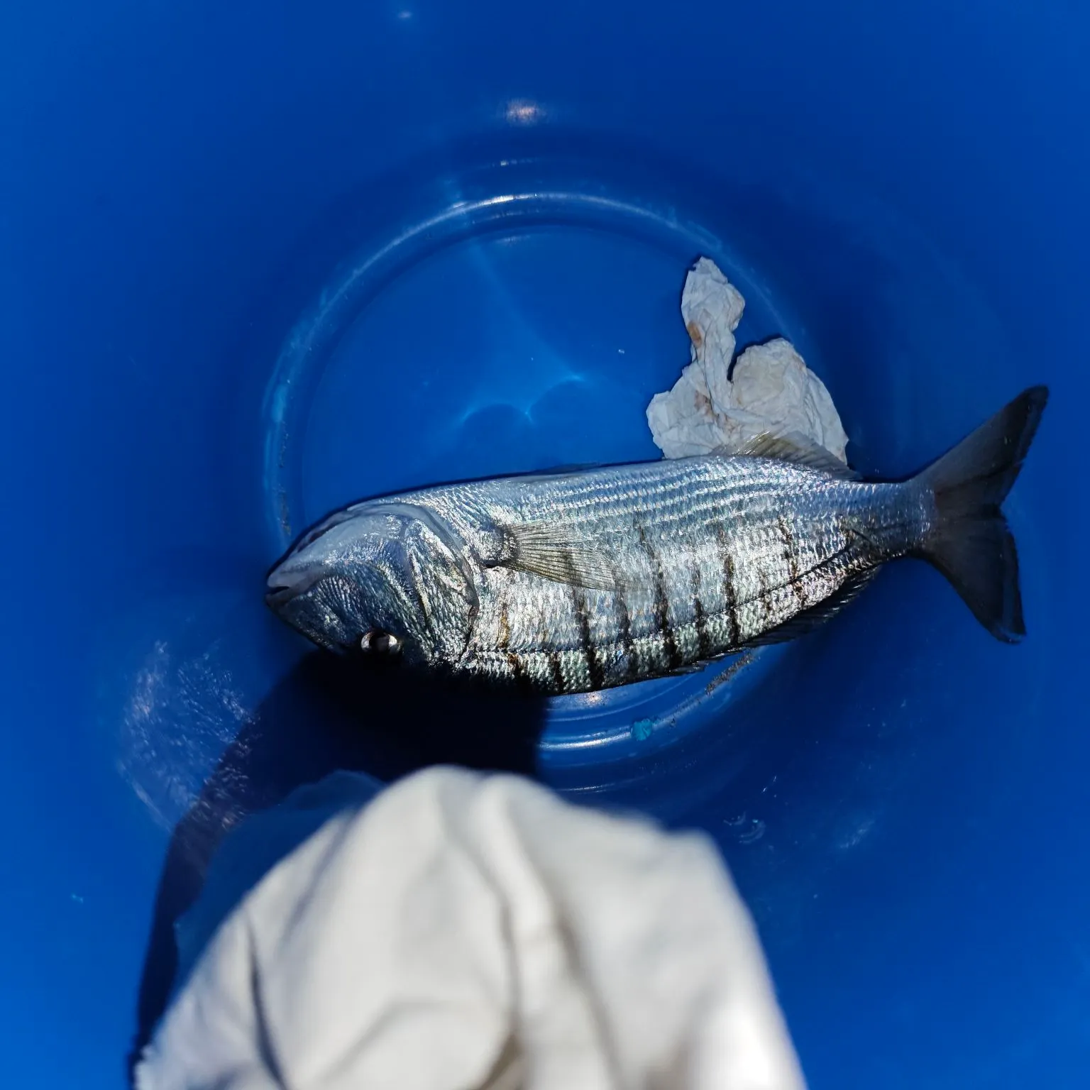 The most recent Dorada catches on Fishbrain