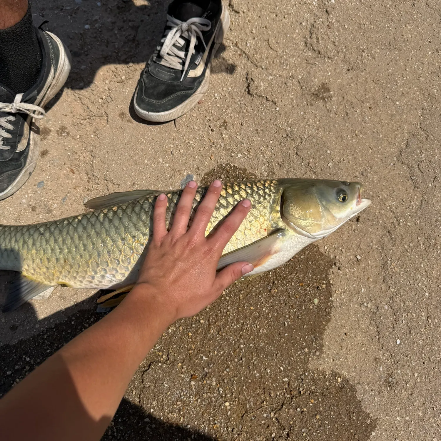 Grass carp caught on Fishbrain