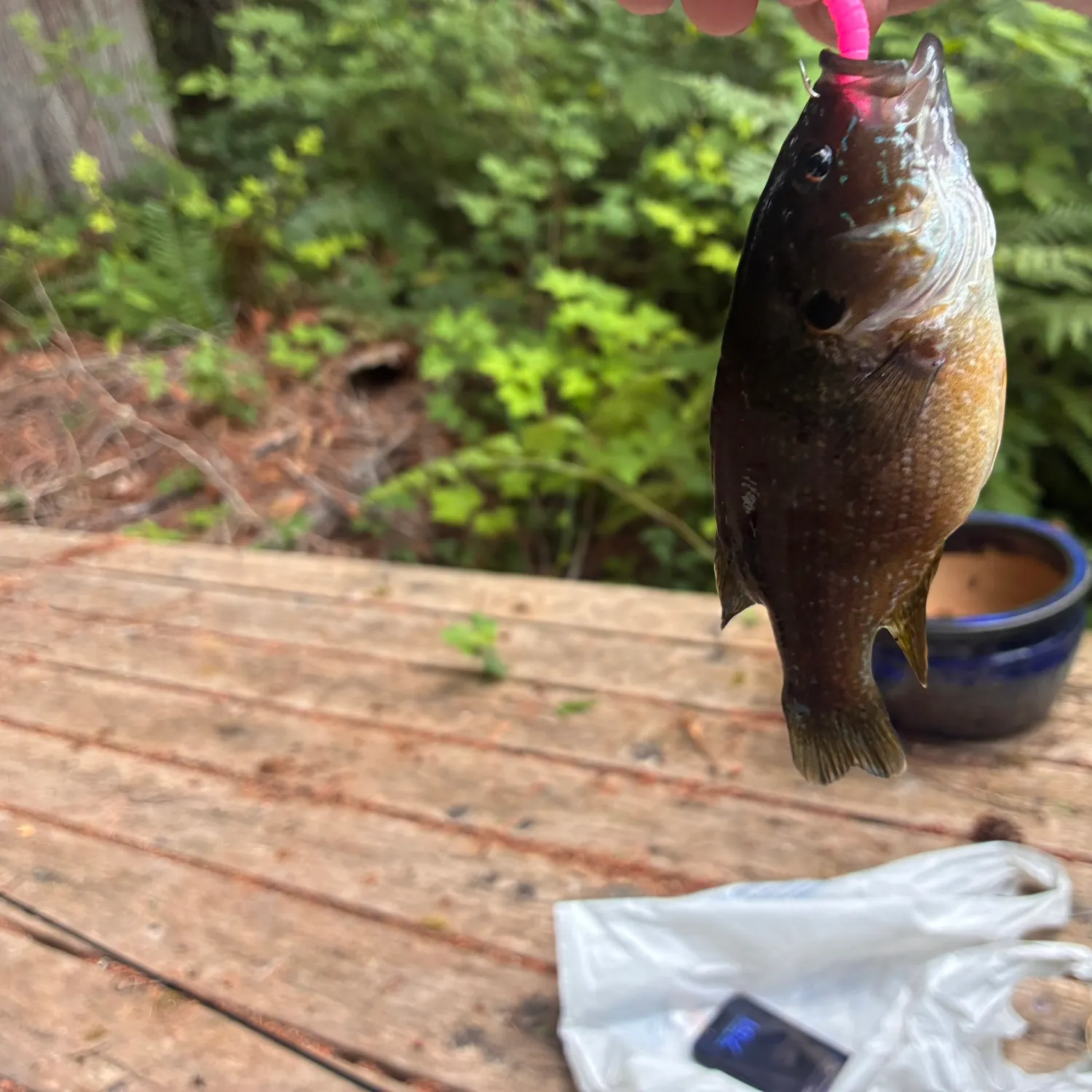 recently logged catches