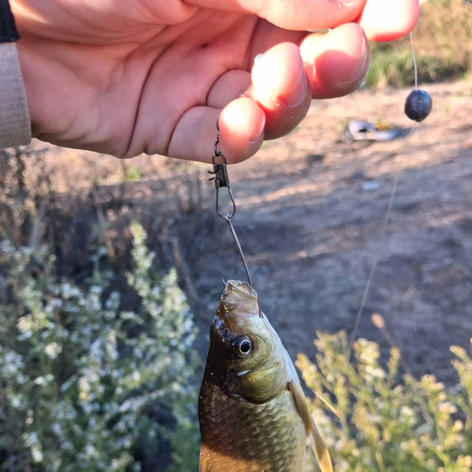Goldfish caught on Fishbrain