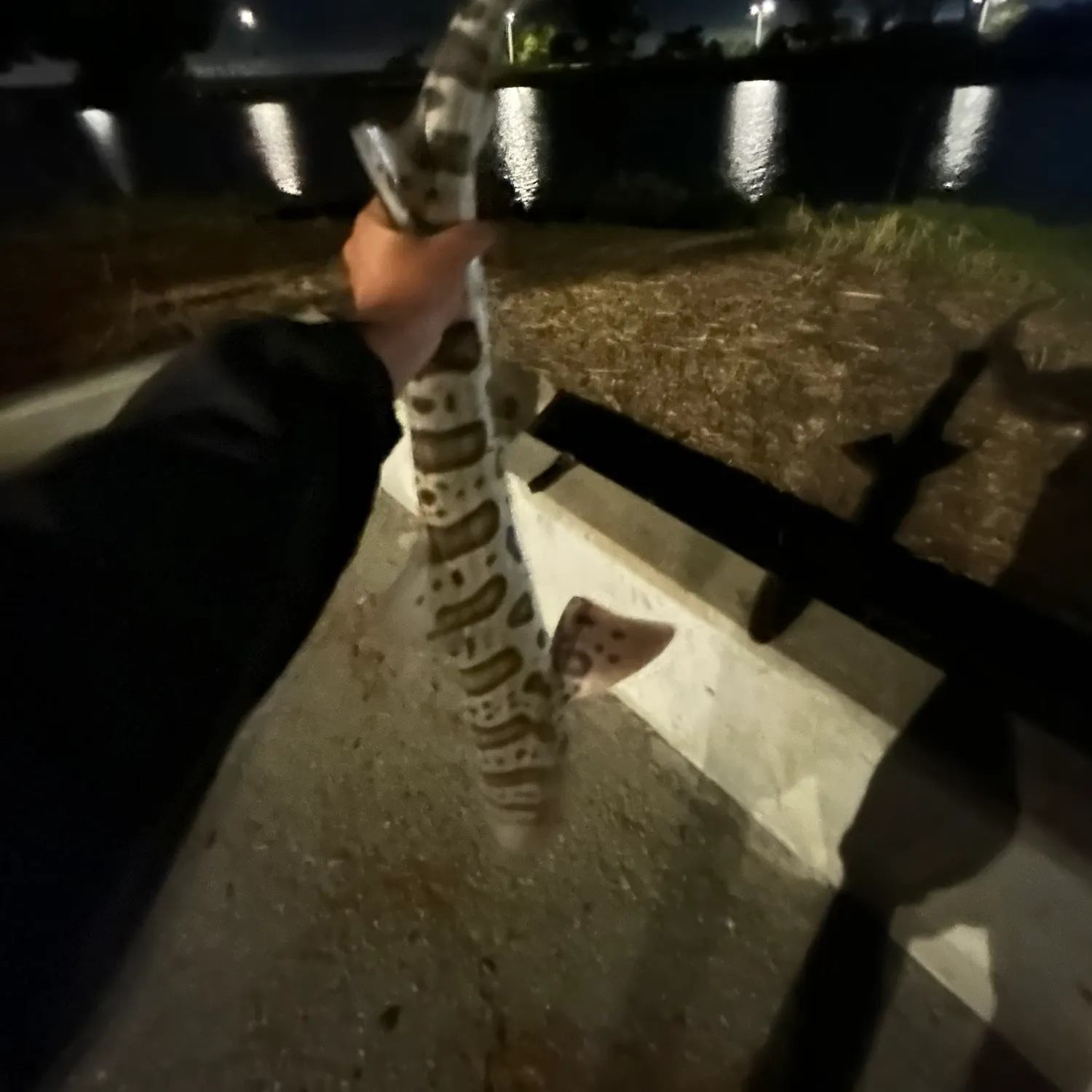 Leopard shark caught on Fishbrain
