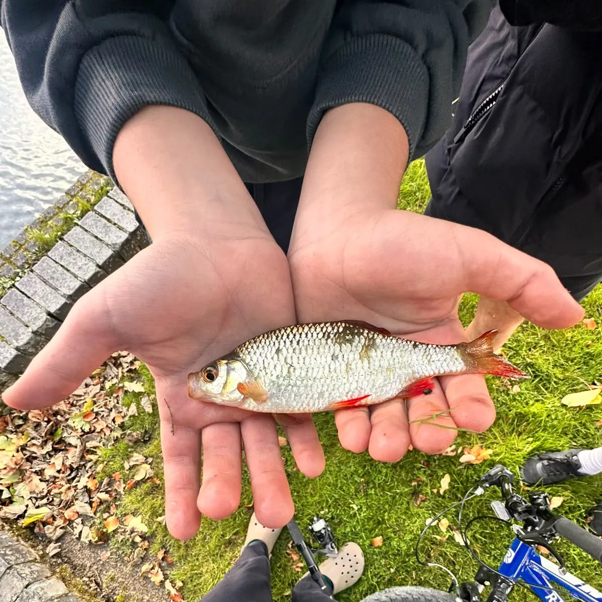 Common roach caught on Fishbrain