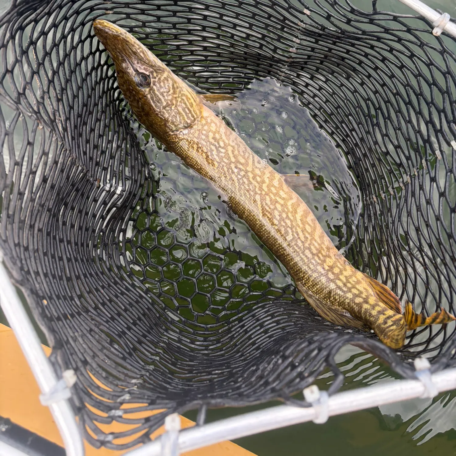Northern pike caught on Fishbrain