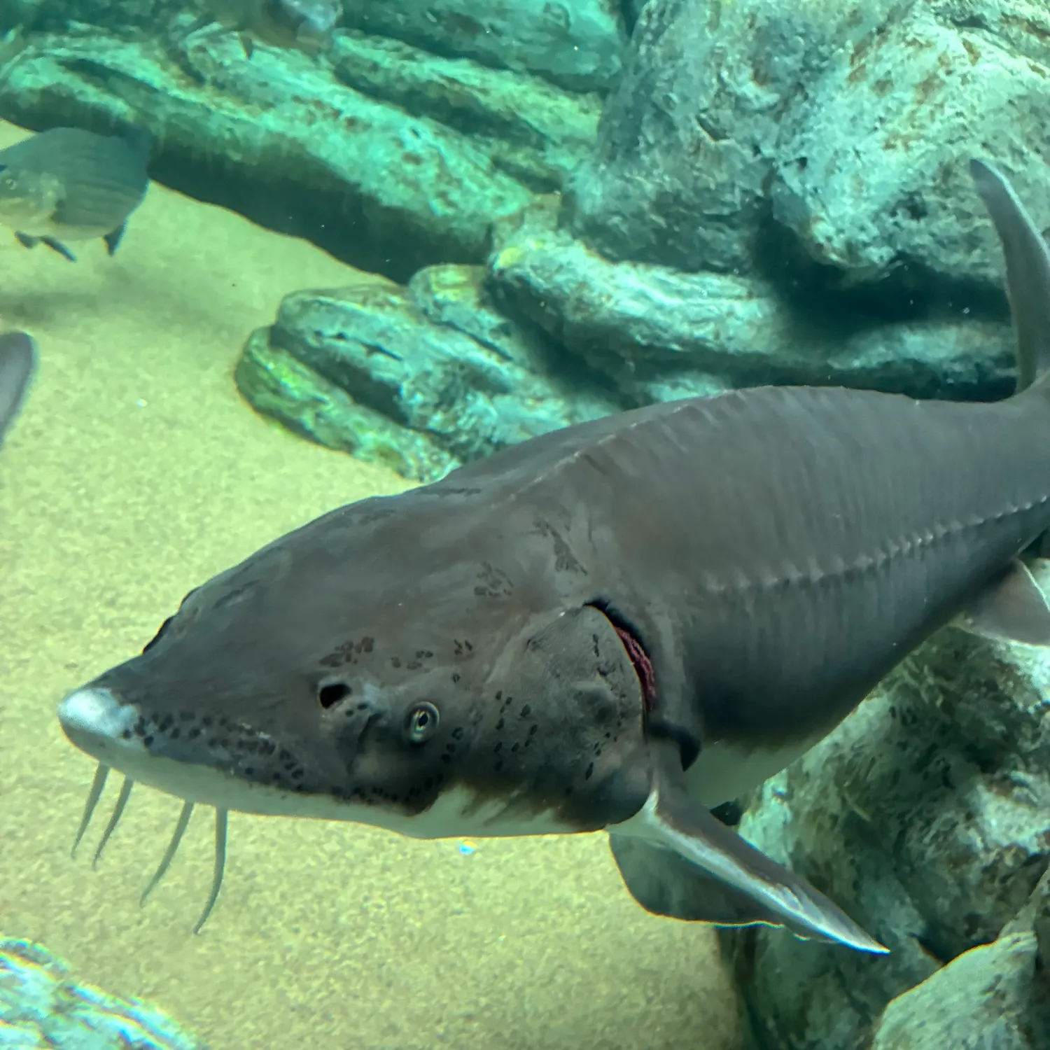 The most recent Shortnose sturgeon catches on Fishbrain