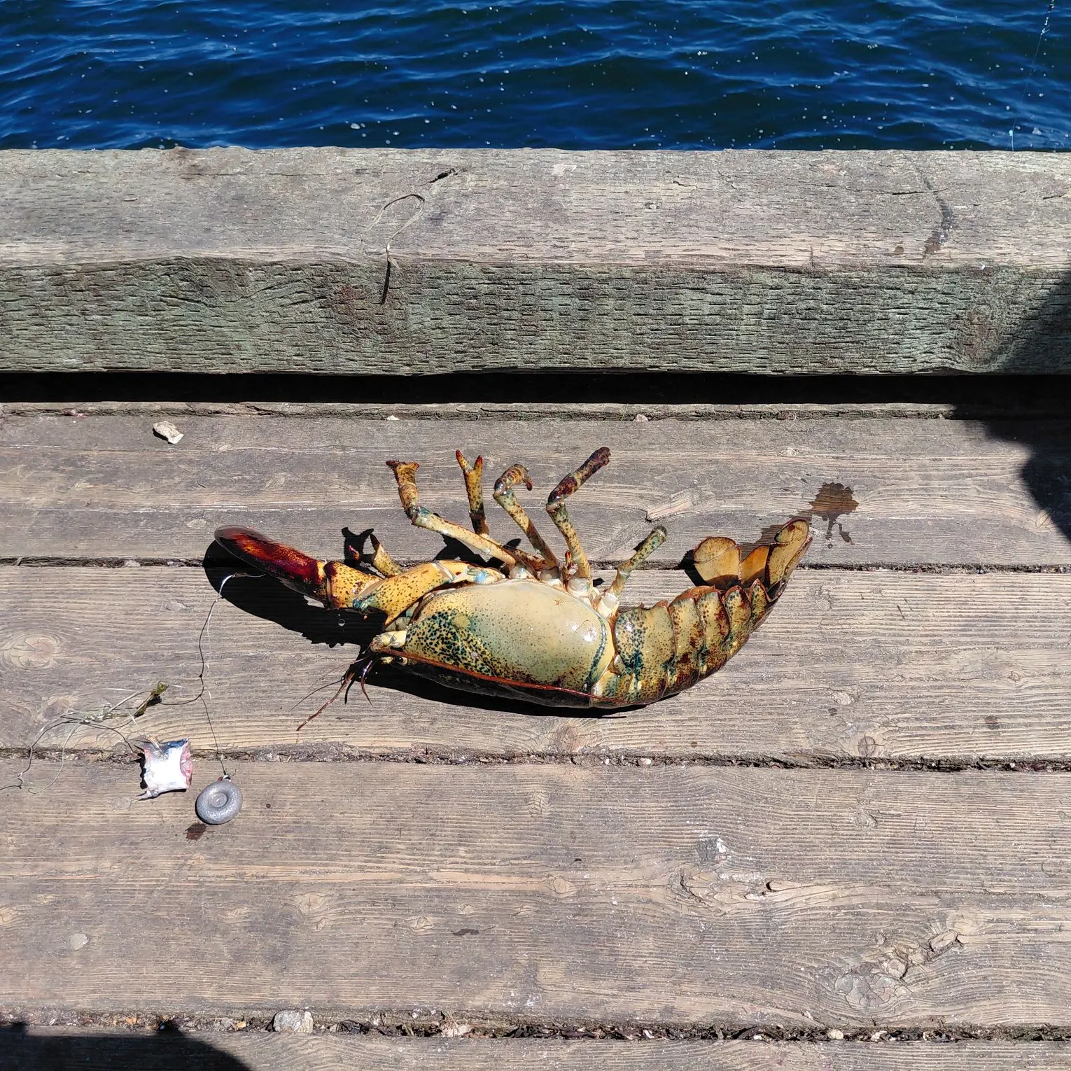 American lobster caught on Fishbrain