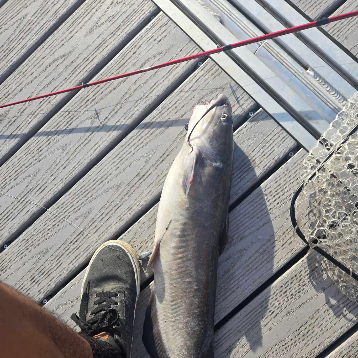 Channel catfish caught on Fishbrain
