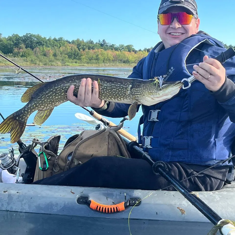 Northern pike caught on Fishbrain