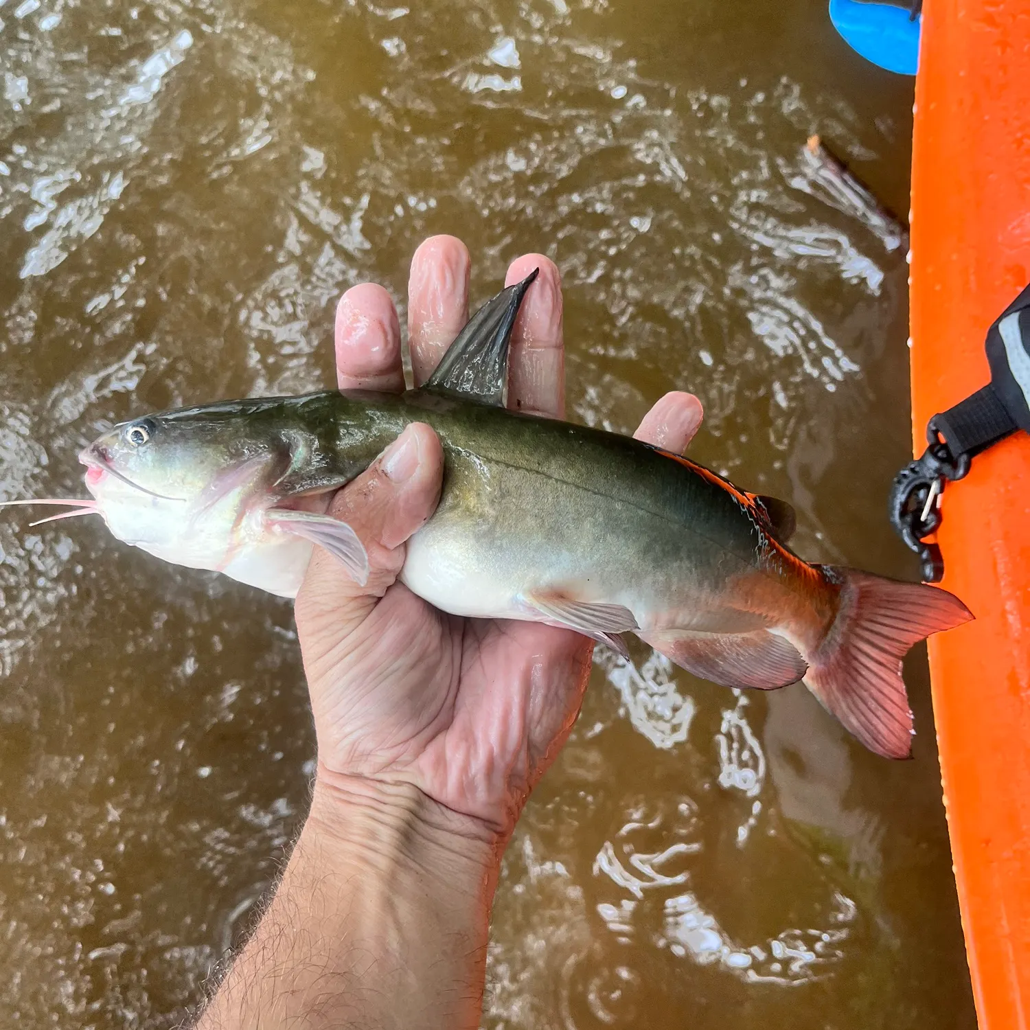 White bullhead caught on Fishbrain