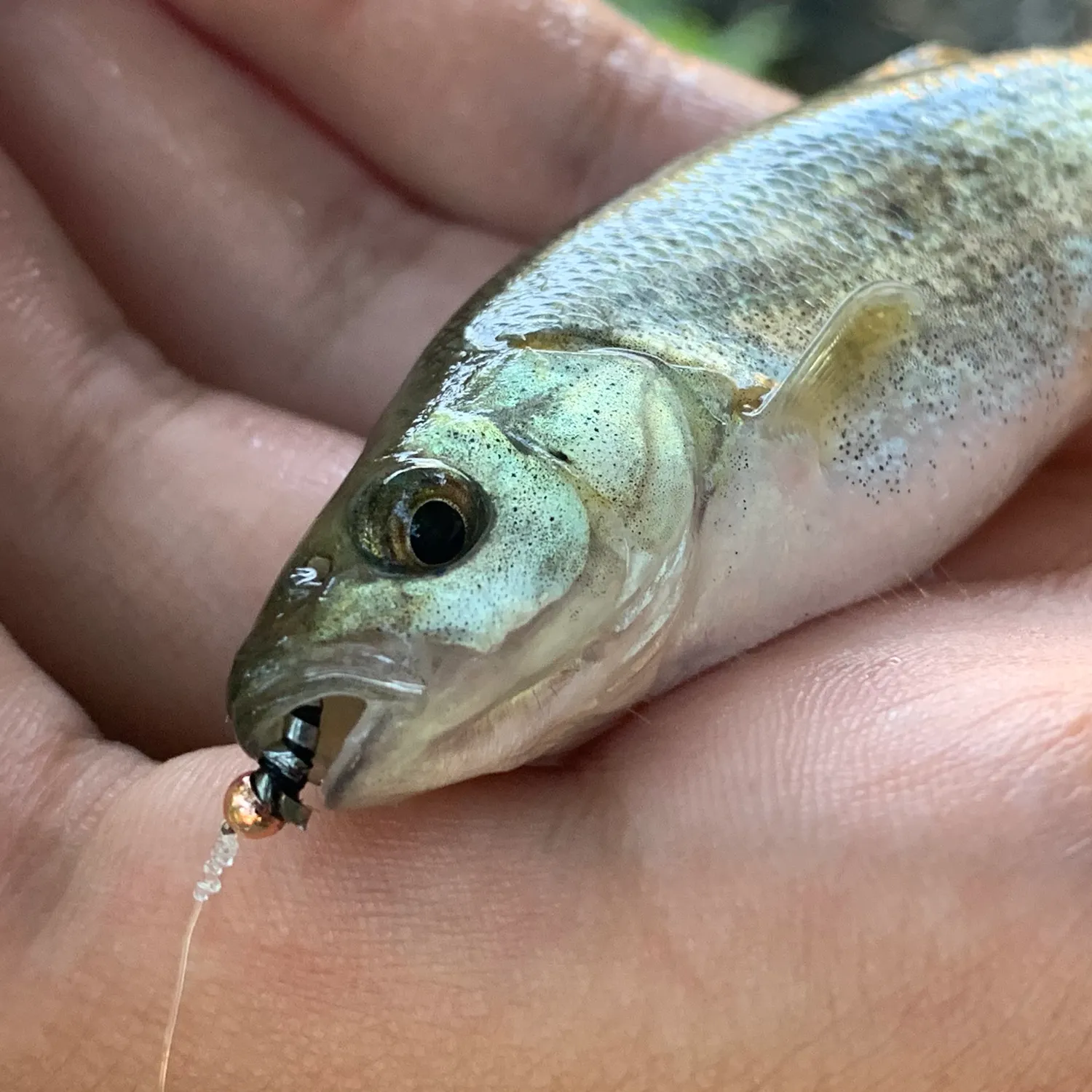 Sacramento pikeminnow caught on Fishbrain