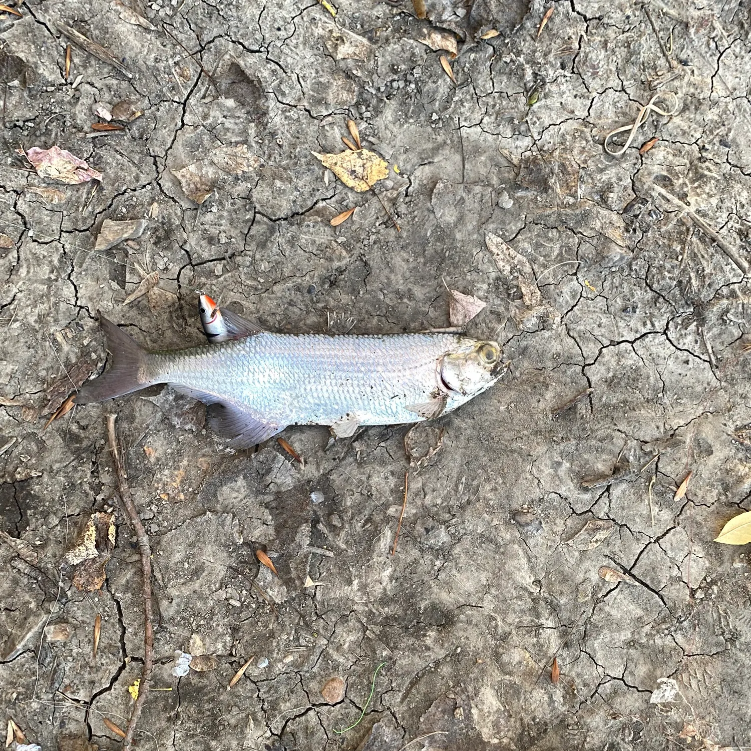 The most recent Goldeye catches on Fishbrain