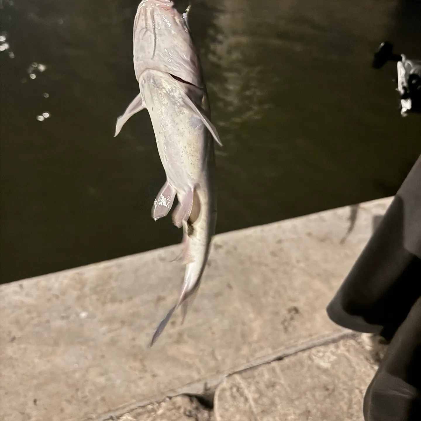 Hardhead sea catfish caught on Fishbrain