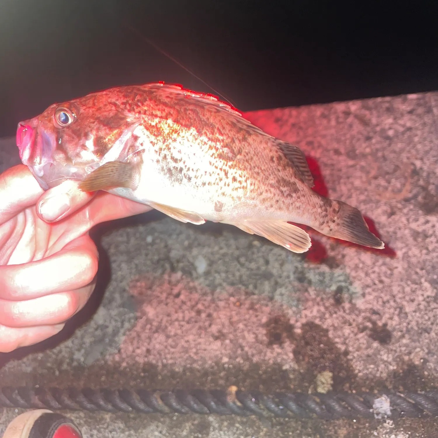 The most recent Japanese white seaperch catches on Fishbrain