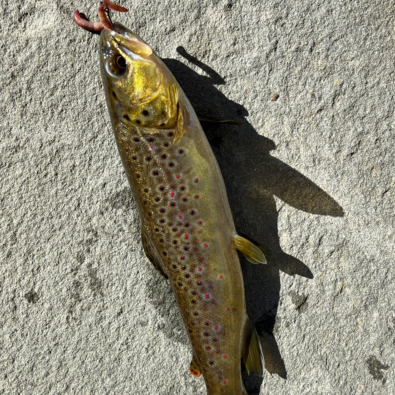 Brown trout caught on Fishbrain