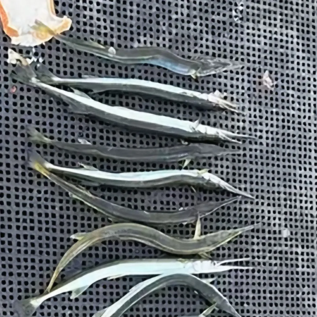 The most recent Flat needlefish catches on Fishbrain