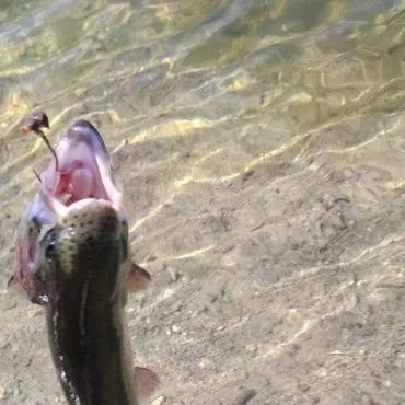 Rainbow trout caught on Fishbrain