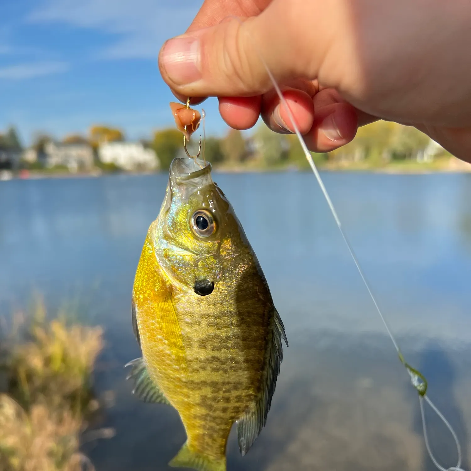 Bluegill caught on Fishbrain