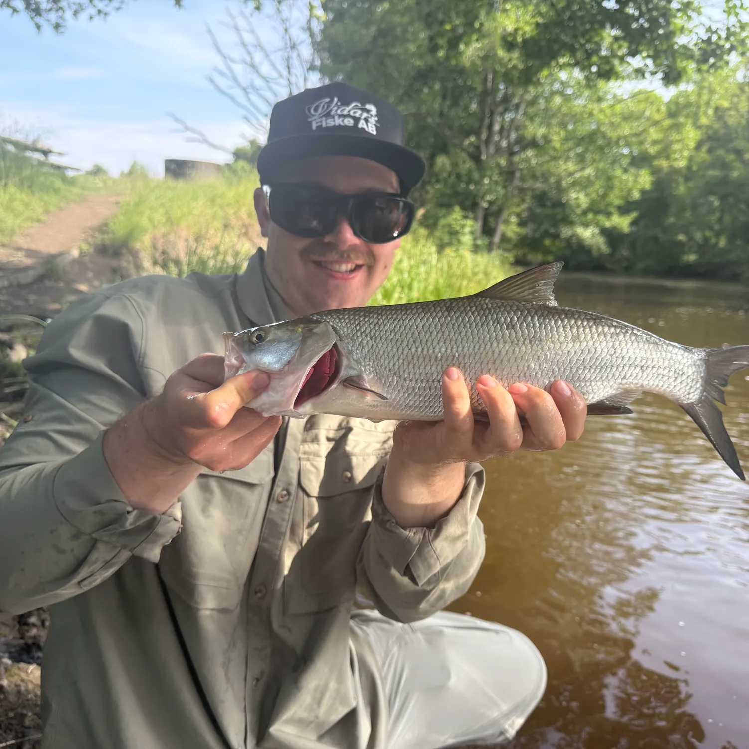 The most recent Asp catches on Fishbrain