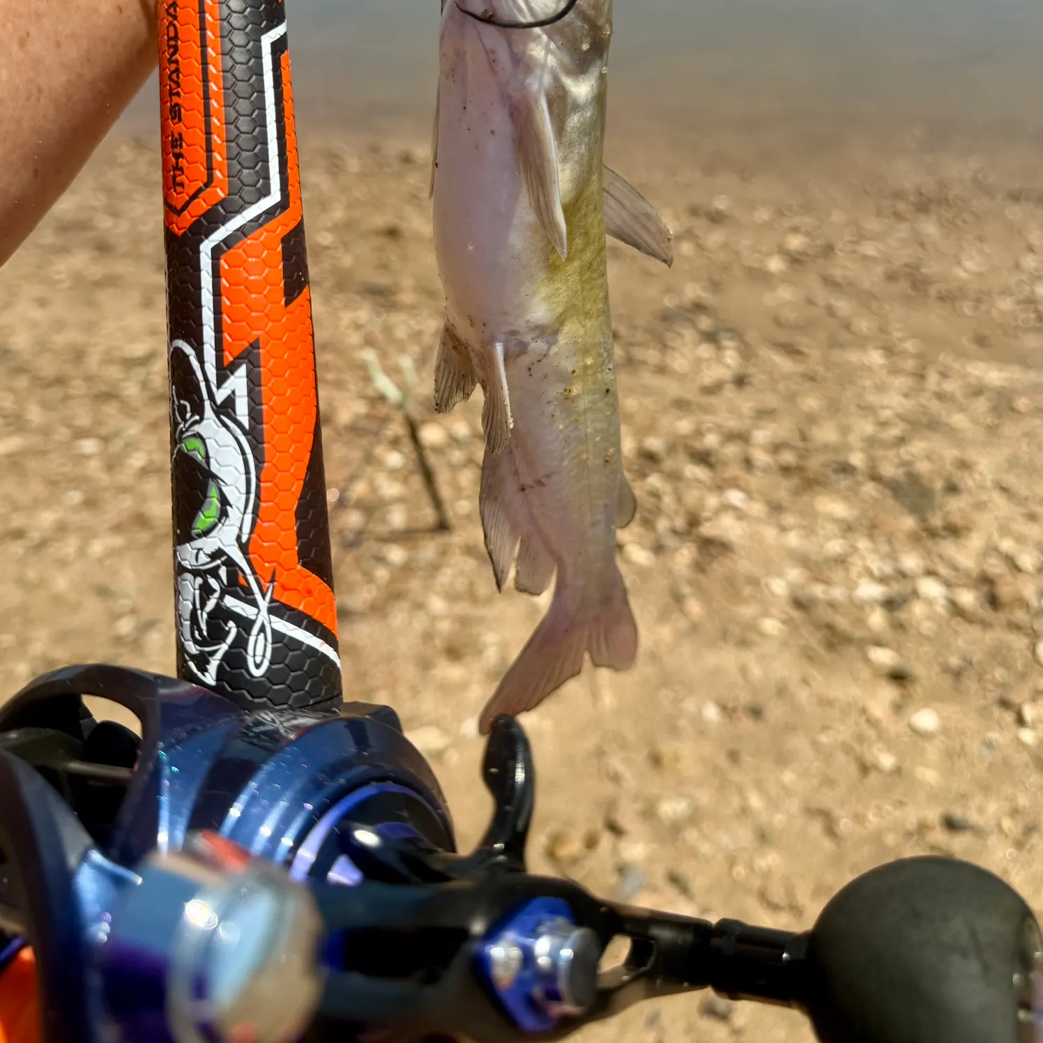 Channel catfish caught on Fishbrain