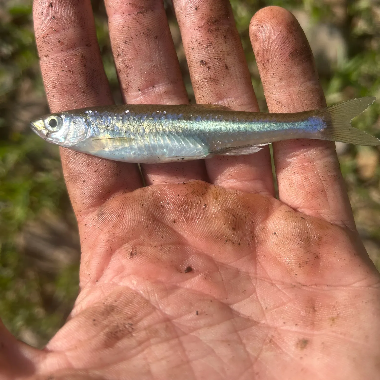 The most recent Rosyface shiner catches on Fishbrain