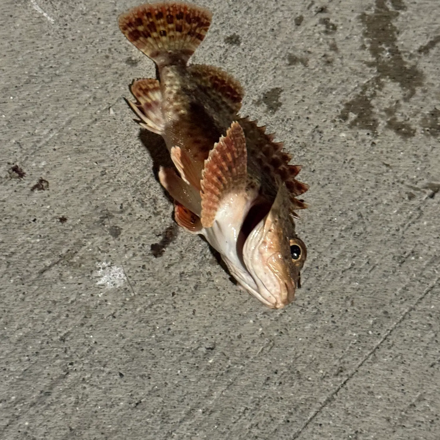 California scorpionfish caught on Fishbrain