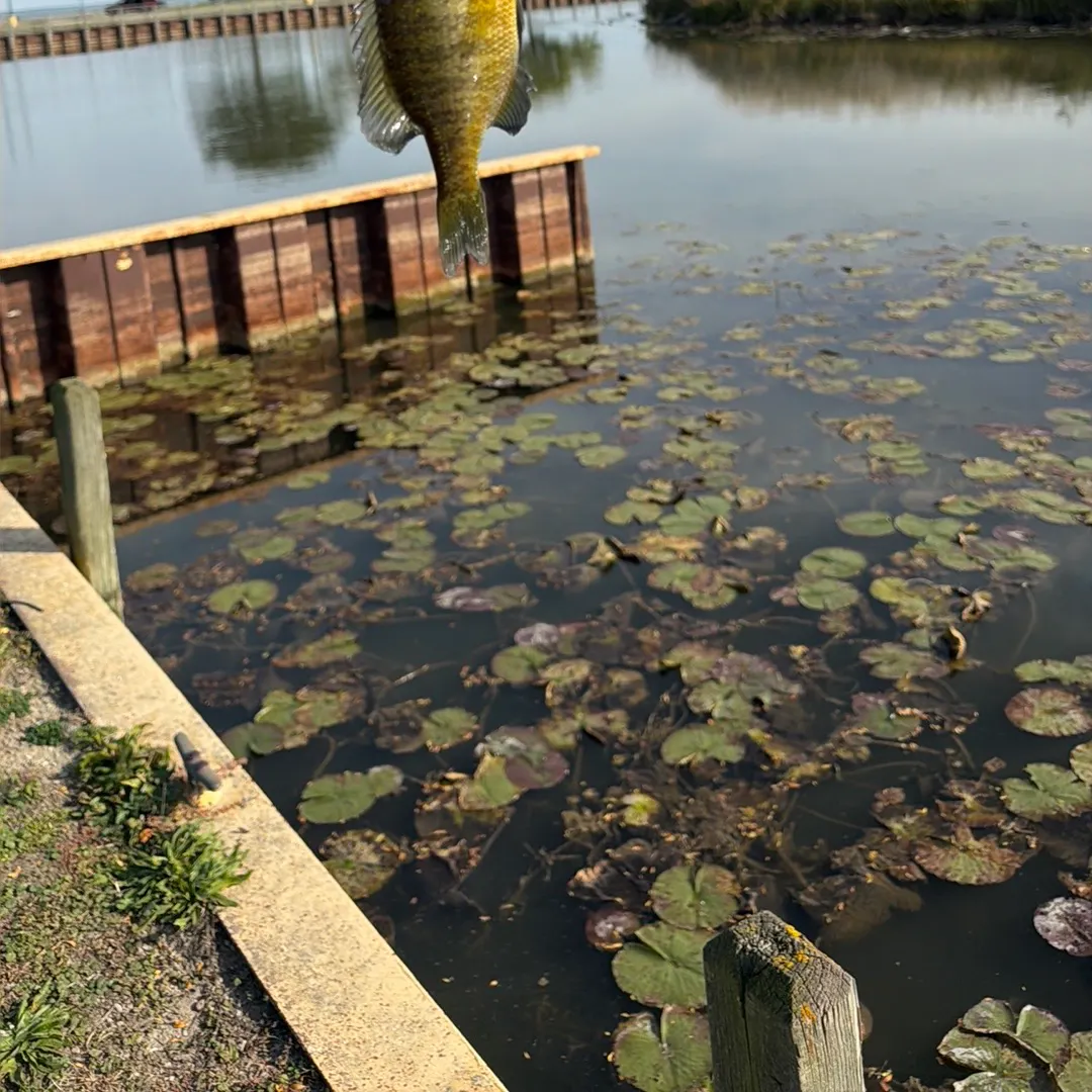 Bluegill caught on Fishbrain