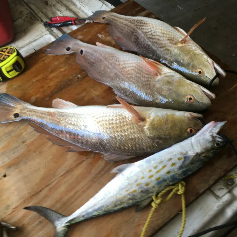 Red drum caught on Fishbrain