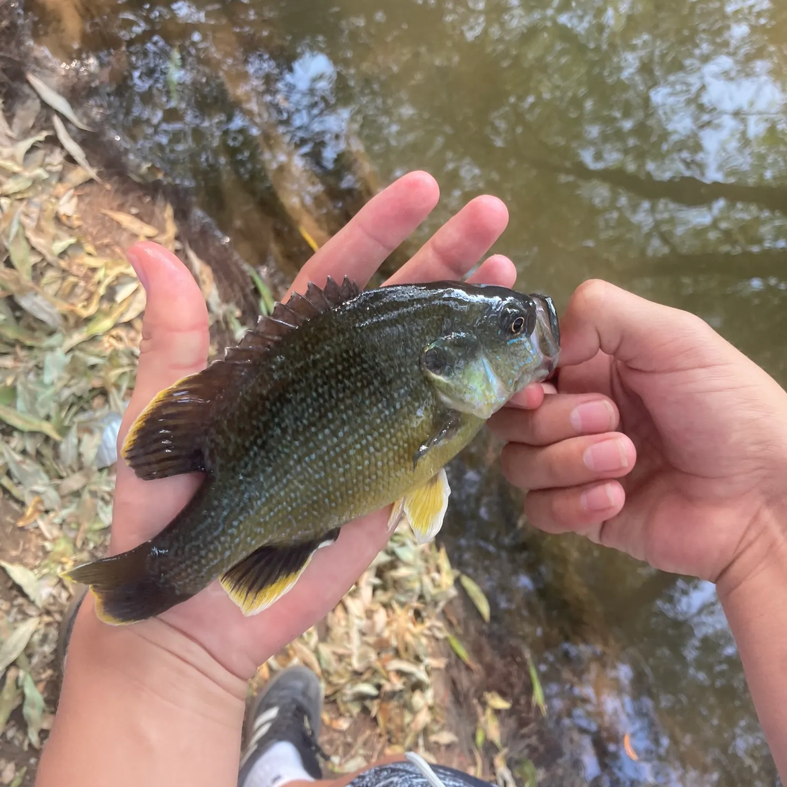The most recent Green sunfish catches on Fishbrain