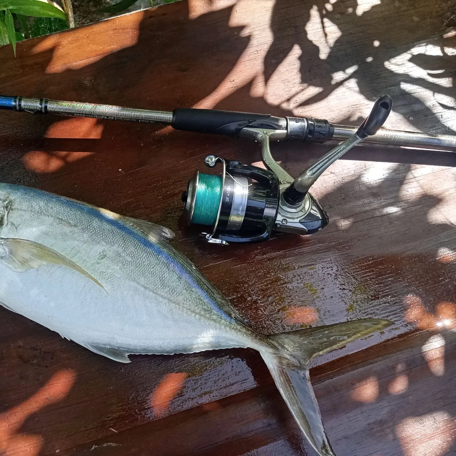 The most recent Bar jack catches on Fishbrain