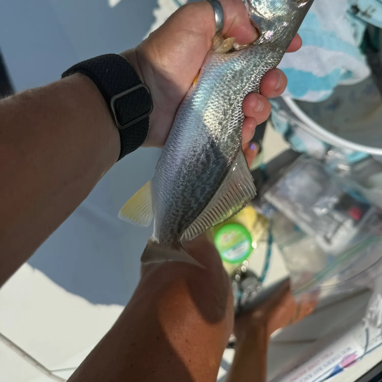 Spotted seatrout caught on Fishbrain