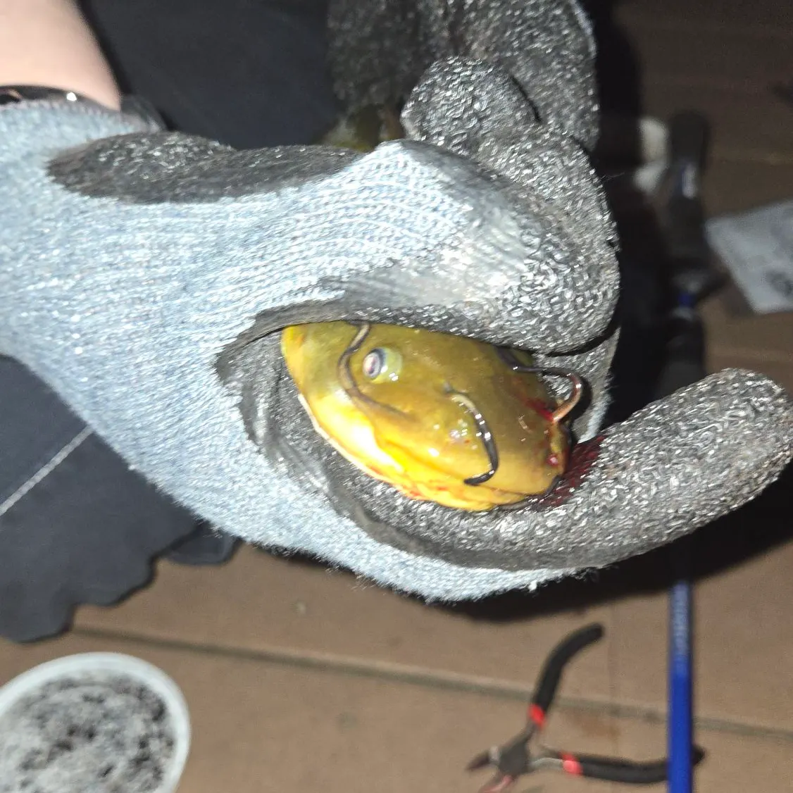 Black bullhead caught on Fishbrain