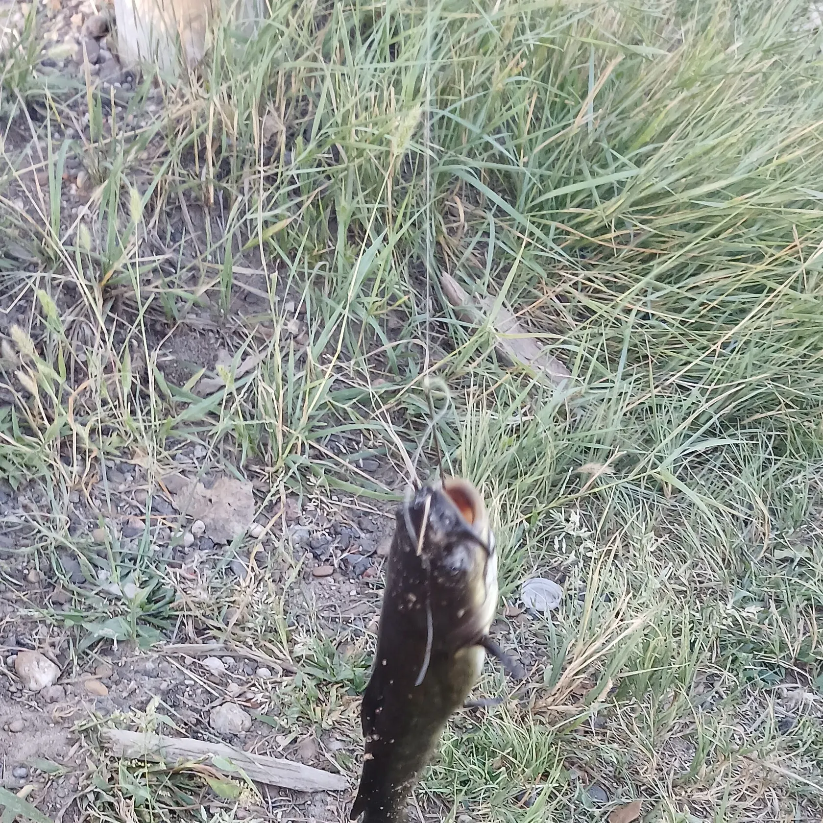 Black bullhead caught on Fishbrain