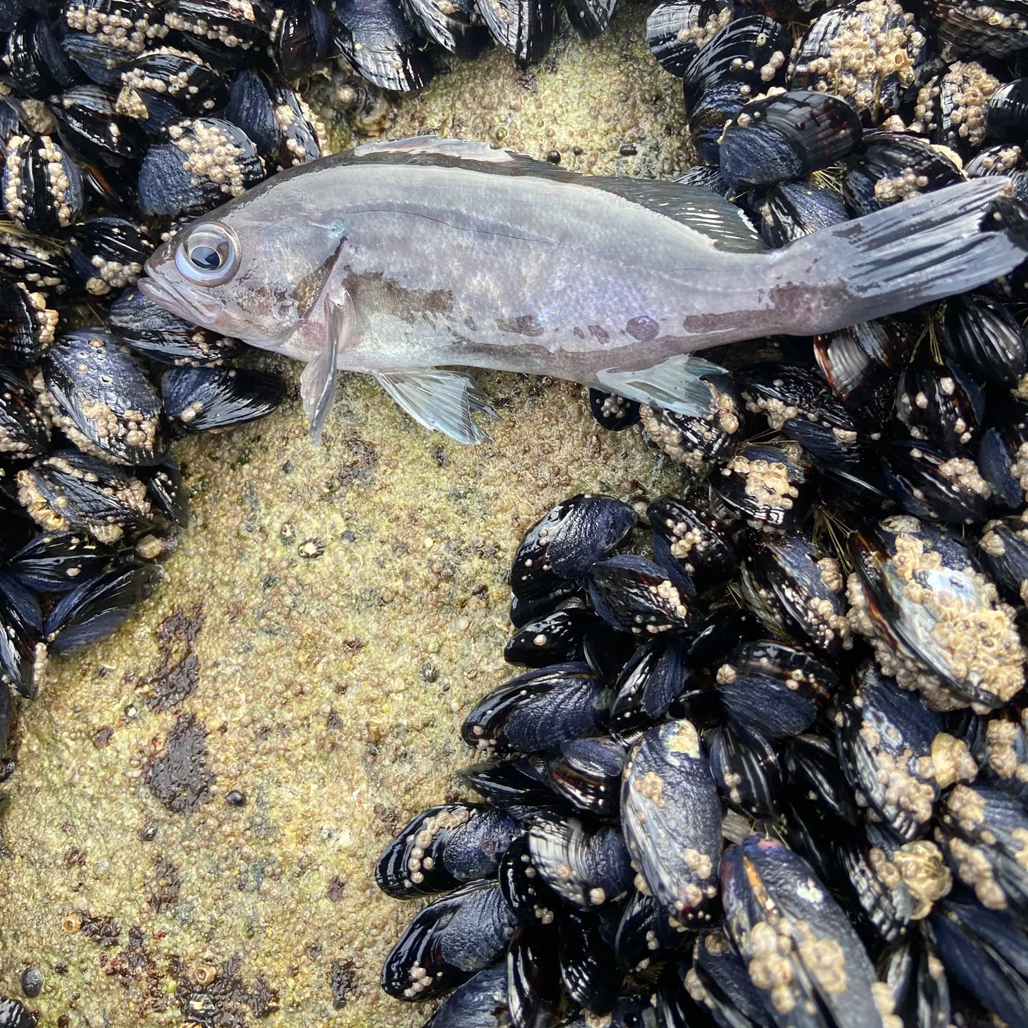 The most recent Black rockfish catches on Fishbrain