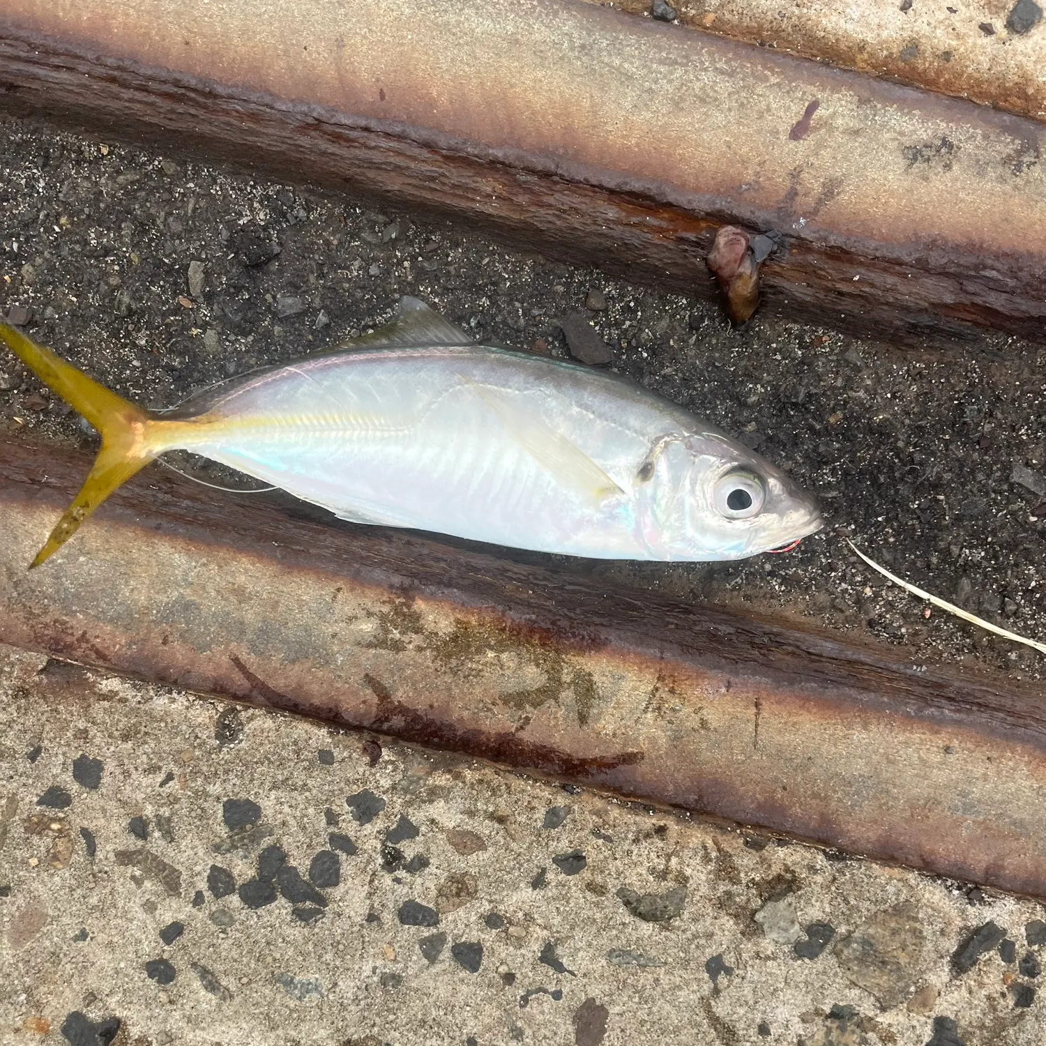 The most recent Yellowtail scad catches on Fishbrain