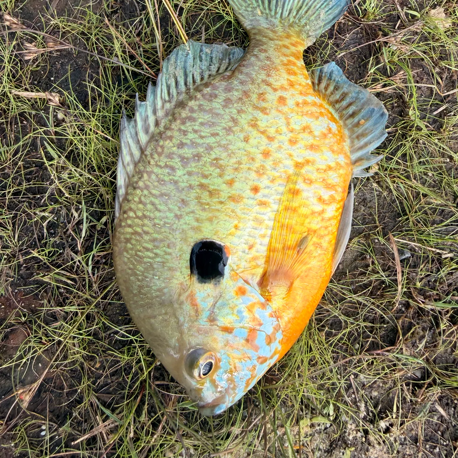 Pumpkinseed caught on Fishbrain