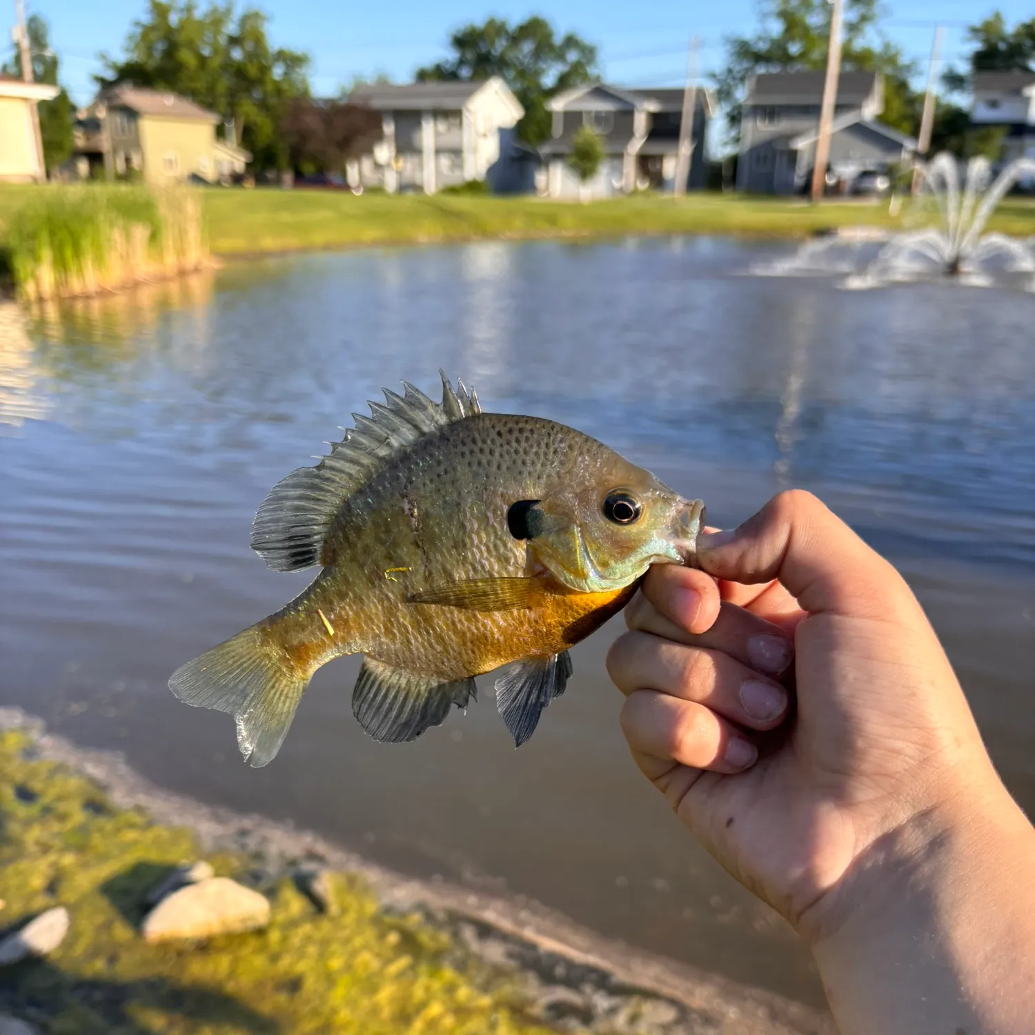 catch