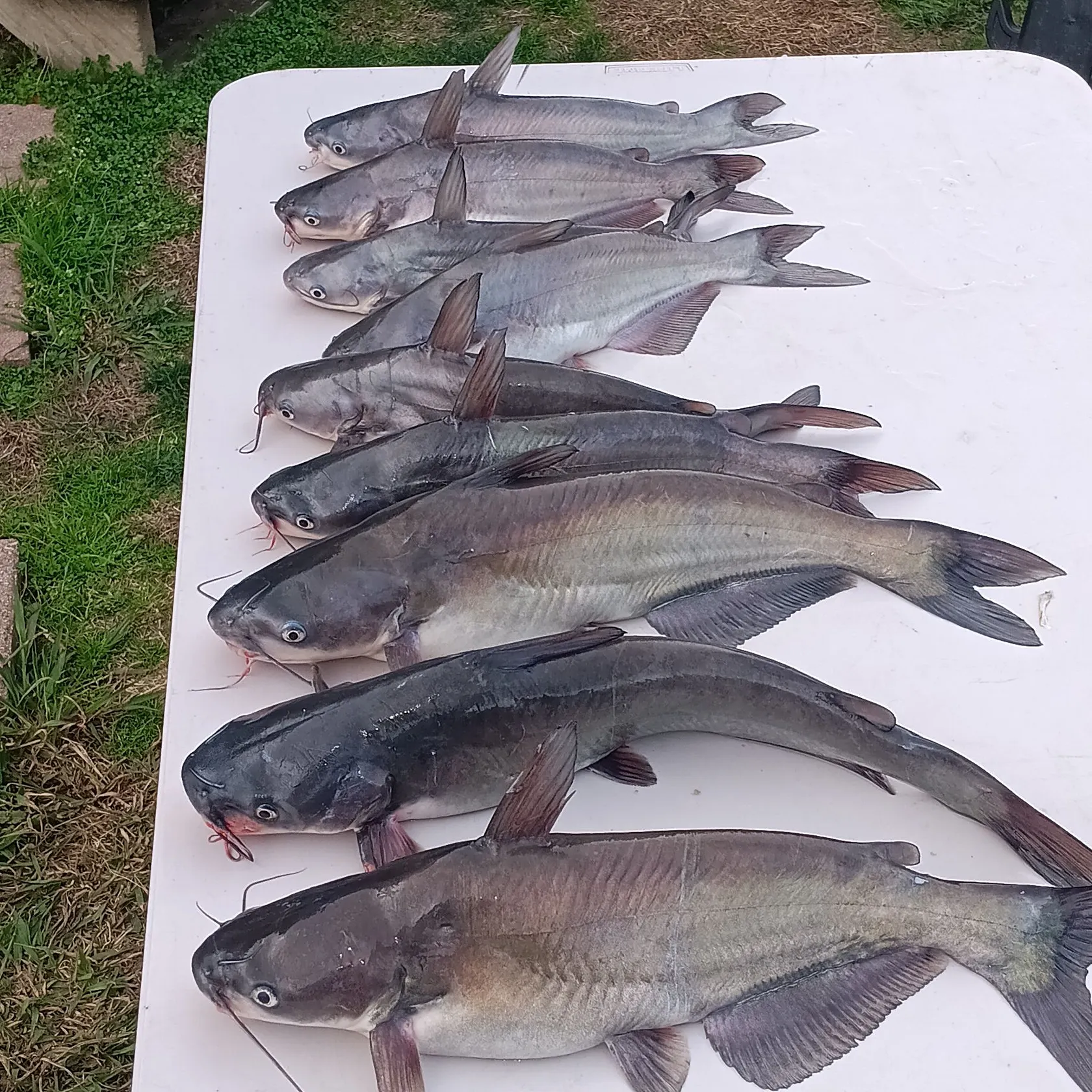The most recent Blue catfish catches on Fishbrain